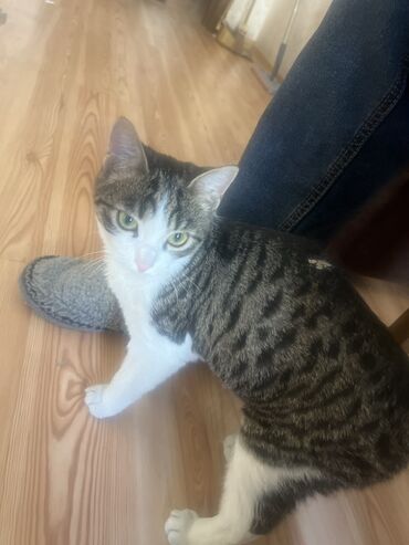 Отдам даром кошку: БЕСПЛАТНО 2 кошечки в хорошие руки. В связи с переездом в другую — 1