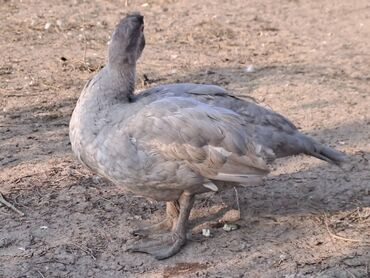 Ördəklər: Lal ördəklər satılır topdan 17 azn .Tək tək qiymətlər — 10