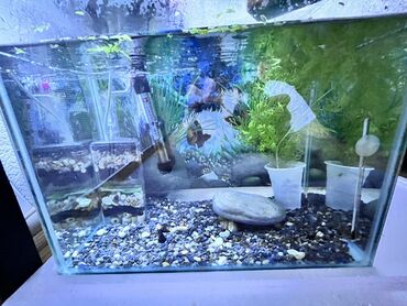 en cox sud veren inekler: Dördbucaq akvarium, Balıqlarla birlikdə, 33 l, Ödənişli çatdırılma