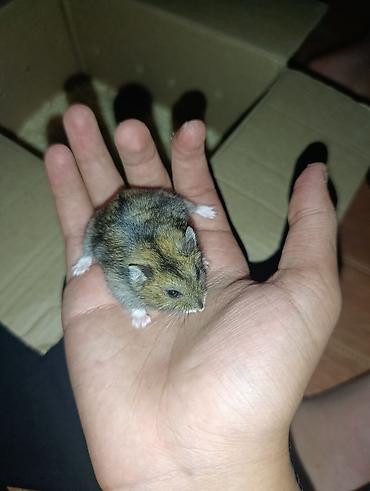 brama cuceleri: Cırtdan hamster (cücə ölçülü, qısa quyruqlu) – ailəvi ev heyvanı - — 1