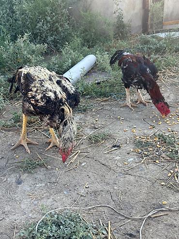 hamster satisi: Heyratılar satılır qiymet razılaşma yolu ilə — 7