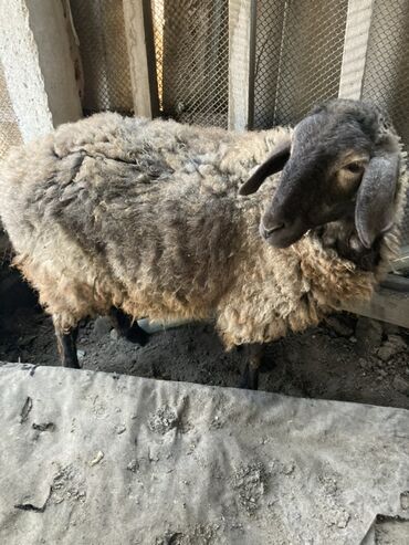 продажа баранов в бишкеке: Продаю | Овца (самка) | Для разведения | Матка