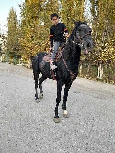 Лошади, кони: Продаю | Жеребенок | Для разведения — 15