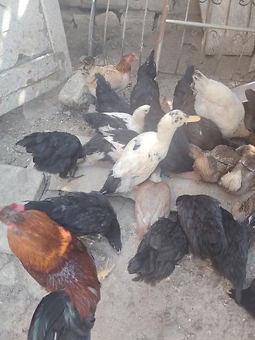 quban toyuqlari: Məhsul: Ev quşları – toyuq, xoruz və ördək qarışıq sürü Təsvir: - — 2