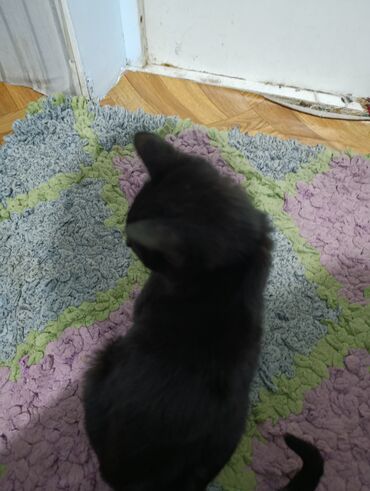 Продажа кошек: Беспородная, 4 месяца, Мальчик, Черный — 5