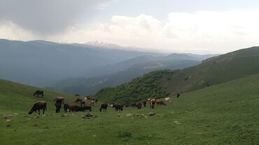 Bağ evlərinin satışı: Şəmkir, 100 kv. m, 3 otaqlı, Qaz, İşıq, Su -da lalafo.az — 16 Bağ evlərinin satışı: Şəmkir, 100 kv. m, 3 otaqlı, Qaz, İşıq, Su — 16