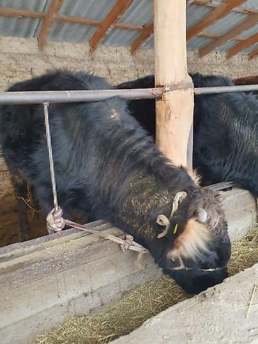 Коровы, быки: Продаю | Бык (самец) — 3