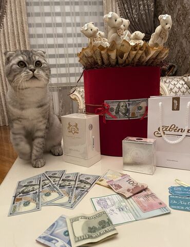 вислоухий кот купить в Азербайджан | Коты: Cütləşdirmək üçün təmiz cins sallaq qulaq şotland (scottish fold)