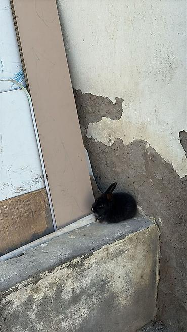 бигль: Ev dovşanları – müxtəlif rənglərdə balalar - Növ: Ev dovşanı (pet) - — 4