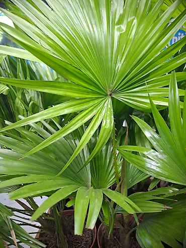 mini sanseverija: Filadendroni, Palme, Chlorophytum, Zamije, Yucca, Drvo Zivota — 2