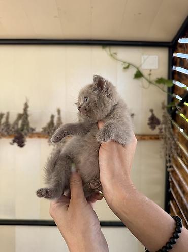кошка породистый: Британская короткошёрстная, 1 месяц, Девочка, Лиловый, Проглистована, С документами, С прививками — 9