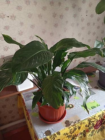 Бөлмө өсүмдүктөрү: Спатифиллум (Spathiphyllum) в горшке - Крупное комнатное растение с — 2