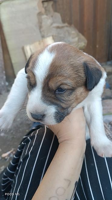 Продажа собак: Овчарка, 1 месяц, Самка — 6