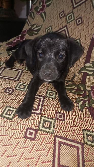 pitbul itləri: Pitbul, 2 ay, Dişi — 2