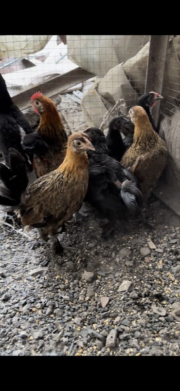 продаю дакан птиц: Продаю карликовые цыплята три месяца оптом по 400 Сомов 5 курочек и 2