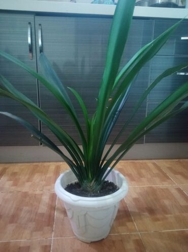 большие растения: Кливия комнатная растение.5лит горшок, цветок большой,не прихотливый