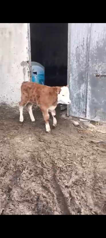 Inəklər, öküzlər: 2-ci balasidi erkek balasi var 25 südü var — 8