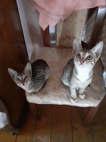 bala pisiklər: Lənkəranda etibarlı əllərə iki bala pişiklər🐈🐈🐈sahibləndirilir.Şirin — 2