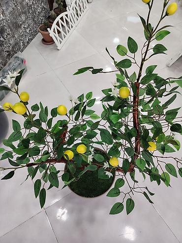 Искусственные цветы: Dekorativ süni limon ağacı – qablarda - Realistik görünüşlü süni — 3