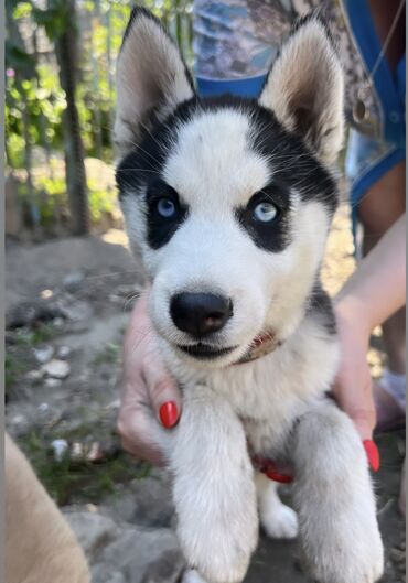 пекинес собака: Продается чистокровный щенок хаски девочка 2 месяца . Цена