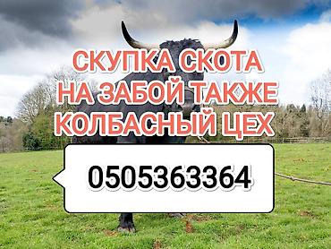 Частное лицо, Колбасный цех : Коровы, быки, Лошади, кони, | Круглосуточно, Любое состояние, Забитый