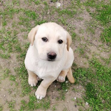 labrador itleri: Labrador-retriver, 3 ay, Dişi, Sənədli