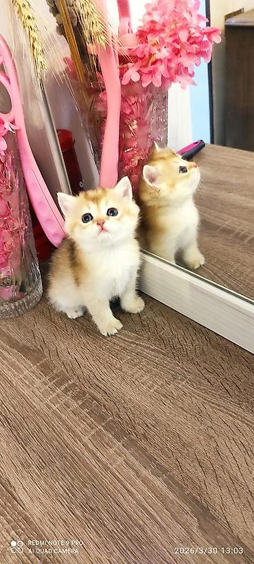 Pişiklər: Britan — 5