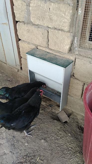 akvarium baliq bazari: Müxtəlif heyvanların Bunker yem qabları. Bildirçini, Toyuq, Kəklik — 2