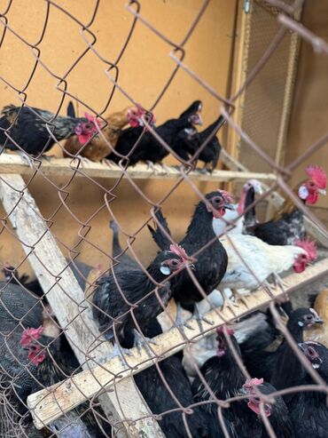 где можно купить кур несушек: 🐣Продаю декоративные карликовые породы кур и петухов! Отличные