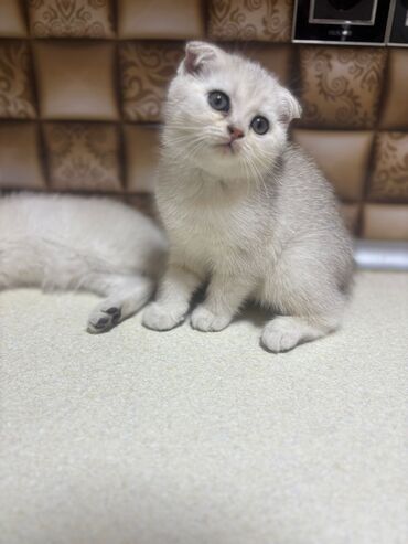 Pişiklər: Britan yastı qulaq, Erkək, Dişi, Yaxşı əllərə, Ünvandan götürmə, Pulsuz çatdırılma, Ödənişli çatdırılma — 131