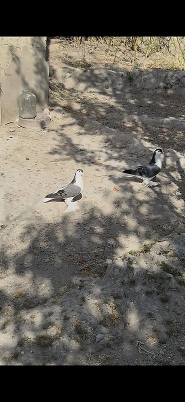 quşlar goyərcin: Hunkariler ve delfinler satilir — 3