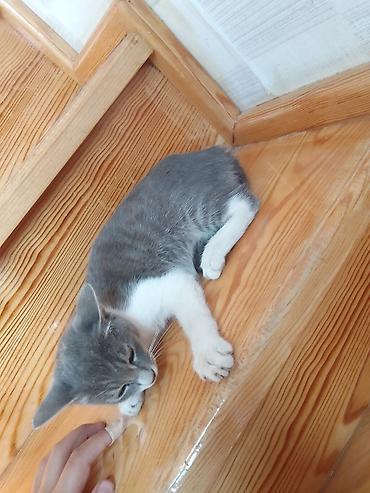 sotland pişik: Tabbi, Yaxşı əllərə — 2