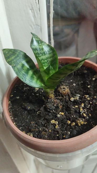 Декабристы: Алоэ Вера детки и алоэ столетник, для красоты, для лечения — 3