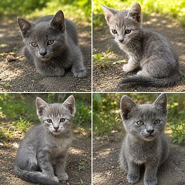 Мышыктар: Котята в добрые и ответственные руки. Помёт из четырёх котят: - — 2