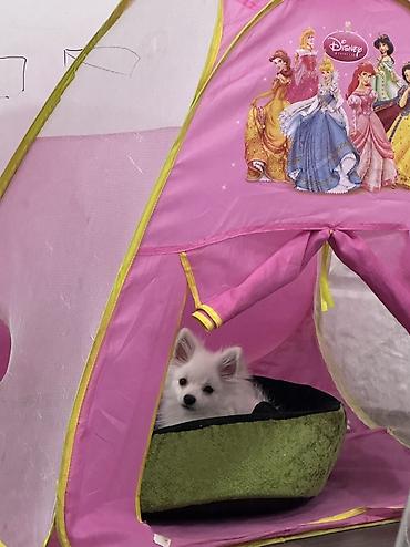 pomeranian satılır: Şpitz, 5 ay, Erkək, Peyvəndli, Ünvandan götürmə, Pulsuz çatdırılma, Ödənişli çatdırılma — 5