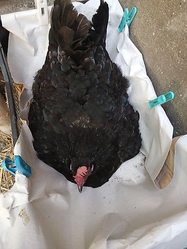 quş: Yumurtlayan toyuqlar, xoruzlar, çolpalar, 1 aylıq cücələrdə var — 9