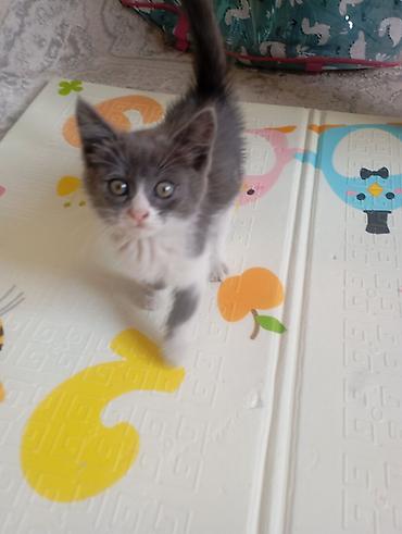 сабака ххх: Одалим добрыйе руки Котёнок, окраса серо-белый (биколор). Короткая — 2