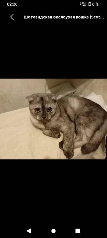 scottish fold: Скотиш Страйт (Шотландская прямоухая), 6 месяцев, Девочка, Серый, Приучена к лотку — 1