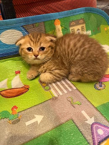Животные: Scottish Fold balası – qızıl rəngli tabby - Cins: Scottish Fold — 7