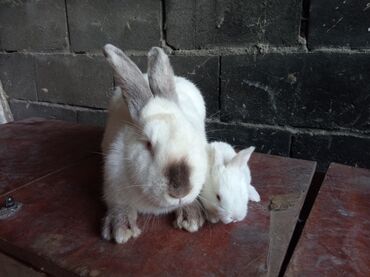 кролик виликан: Продаю крольчат породы Калифорния с мамкой, маме 9 мес, крольчатам 20