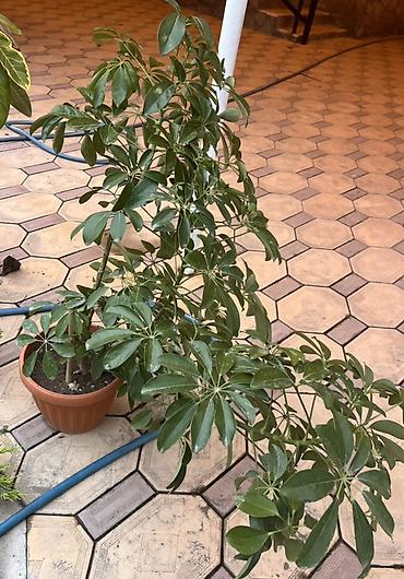 неделю: Фикус эластика вариегатный (Ficus elastica variegata) - Крупные — 2