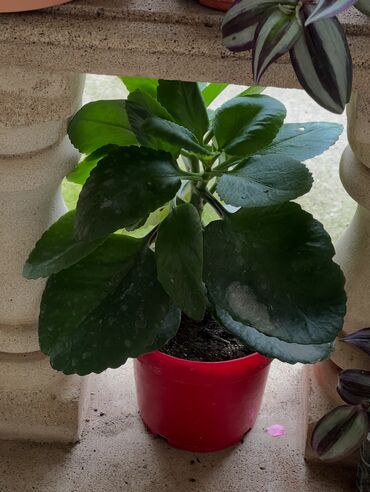 Otaq bitkiləri: Her nov guler var endirimnen verecem Gencedi istiyen yazsin satiş -da lalafo.az — 14 Otaq bitkiləri: Her nov guler var endirimnen verecem Gencedi istiyen yazsin satiş — 14