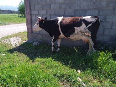 Коровы, быки: Продаю | Корова (самка) | Голштин, Симментальская | Для разведения, Для молока | Искусственник