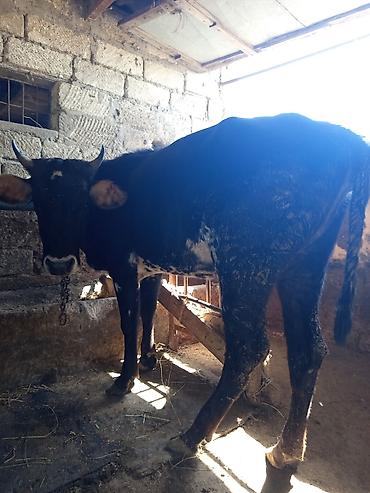 Mal-qara: 3 baş dişi duyə satılır ünvan Zığ kəndi real alıcıya endirim olacaq — 5