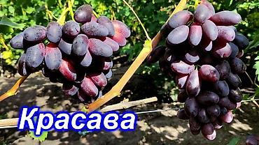 кожа быка: Виноград В розницу — 7