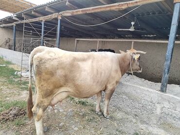 купить айширскую корову: Продаю | Корова (самка) | Для молока | После отела