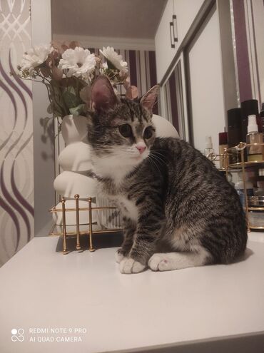 Pişiklər: Tabbi, Yaxşı əllərə — 5