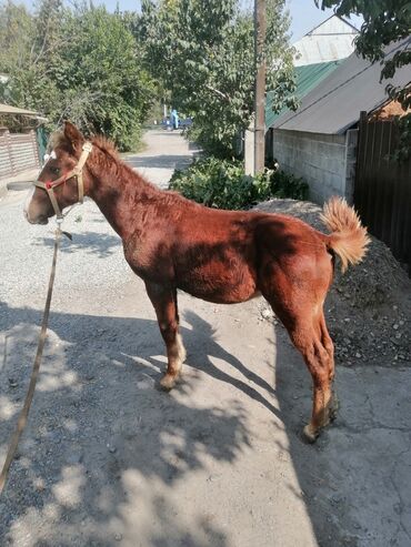 купить собаку охотничью: Продаю | Жеребенок | Дончак, Английская, Полукровка | Конный спорт