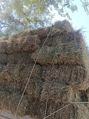 салома ячмень: Клевер - Тюкованное сено прямоугольными кипами, перевязано шпагатом — 1