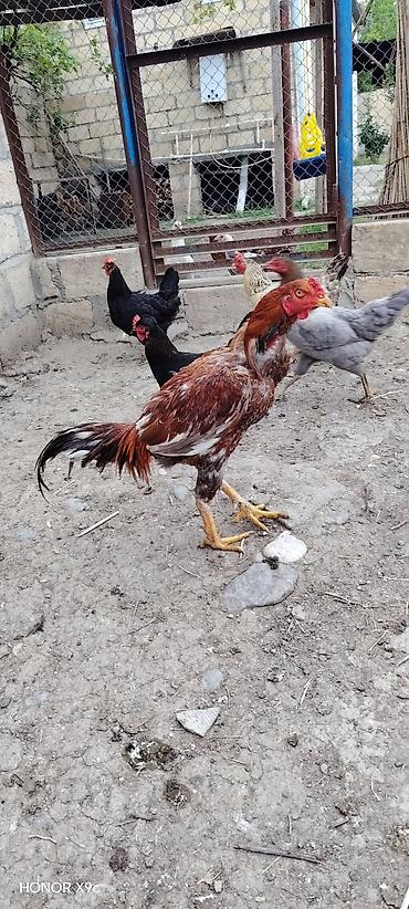 avstralop xoruz: Məhsul: Xoruz (aşil/oyun tipi, uzun ayaqlı) Təsvir: - Rəng — 1
